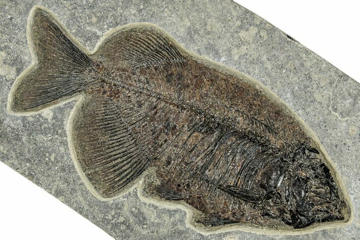 Spectacular Fish Fossil (Phareodus) - Wyoming #309853